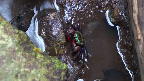 iridescent sesarmine crab moving on the muddy pool, foraging for the food on the floors of the mangrove wetlands, captured in a close-up shot during the low tide period