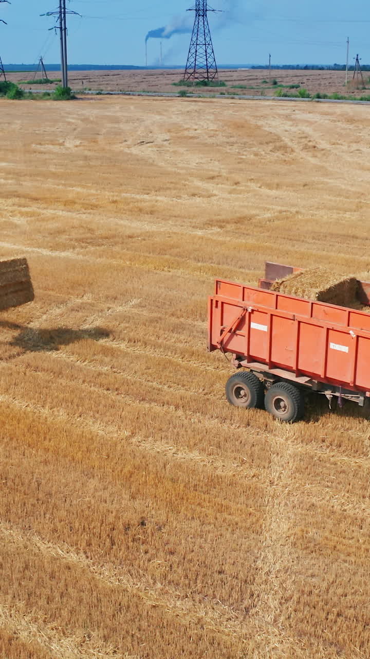 Industrial golden wheat big combine. Summer yellow field farming by tractor. Vertical video