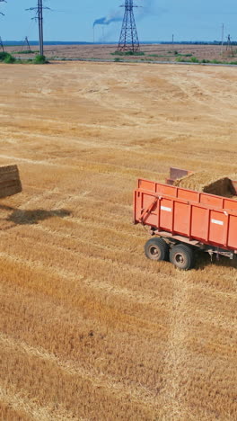 industrial golden wheat big combine. summer yellow field farming by tractor. vertical video