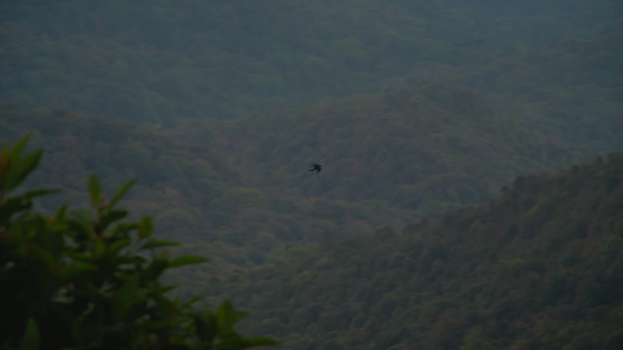 Bird Flying Over Forested Mountains