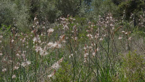 lush mediterranean flora swaying in a gentle breeze