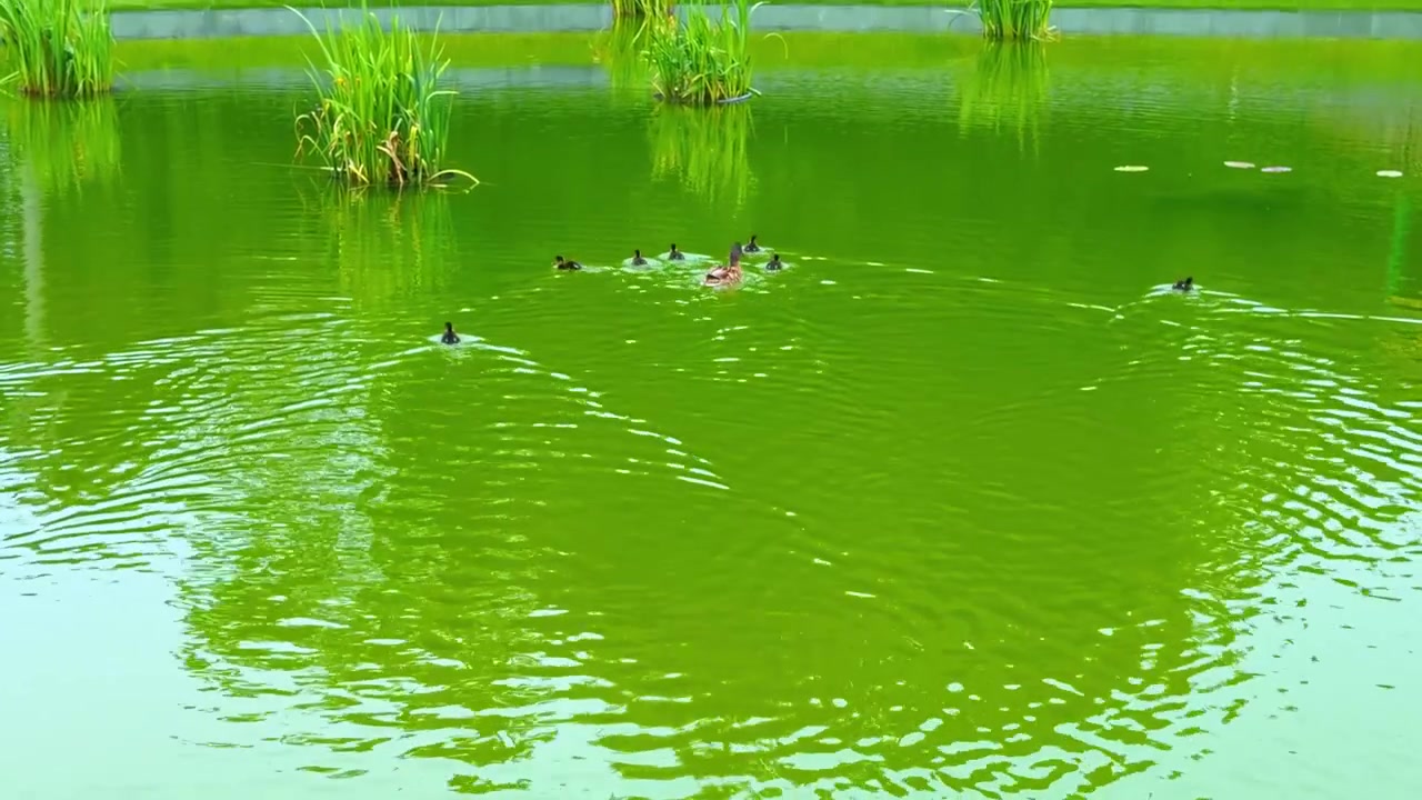 Pato real con pequeños patitos nadando en un estanque. Familia de aves silvestres se desplaza por la vibrante superficie de agua verde