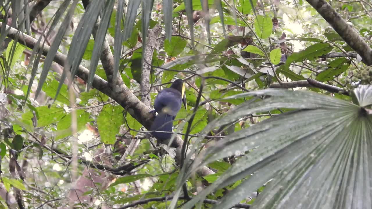 Swainson's Toucan perched on a branch in the rainforest