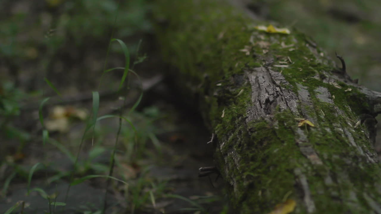 Inquadratura in tilt-up di un tronco muschioso in una foresta verde e paludosa.