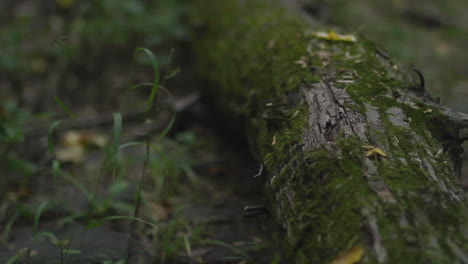 tiltup shot of a mossy log in a green swampy forest