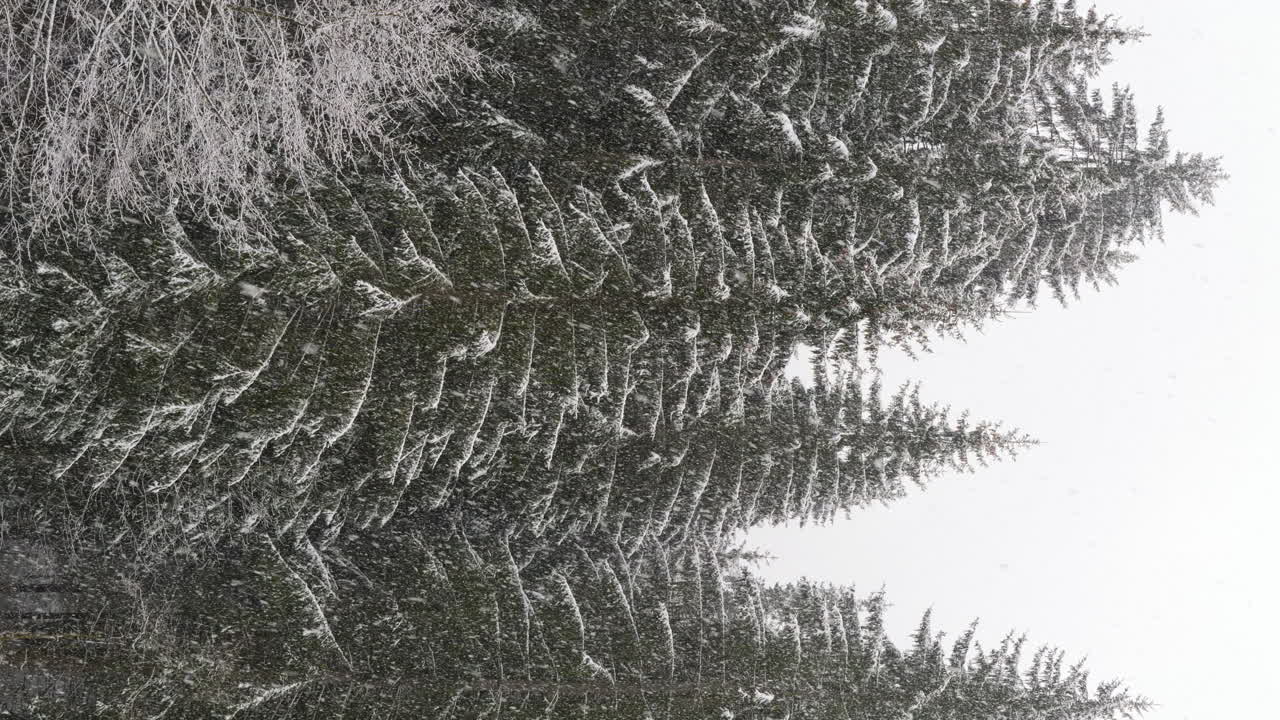 Snowfall against the backdrop of a snow-covered forest. Static, vertical shot.