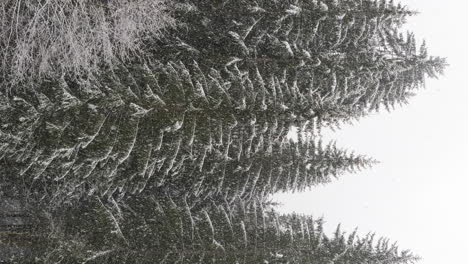snowfall against the backdrop of a snow-covered forest. static, vertical shot.
