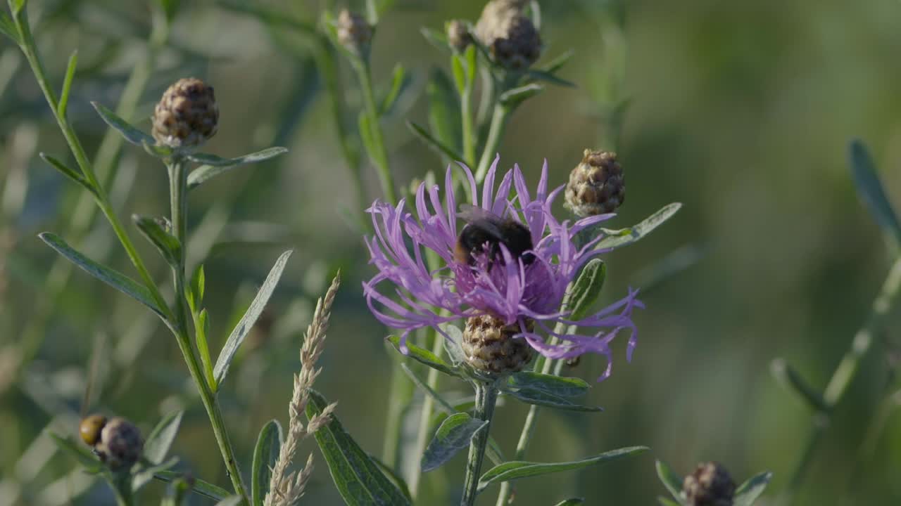 mariposas y abejorros sentados en flor en cámara lenta comiendo néctar