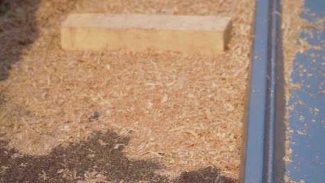 carpenter hand take planer machine on the wood chips