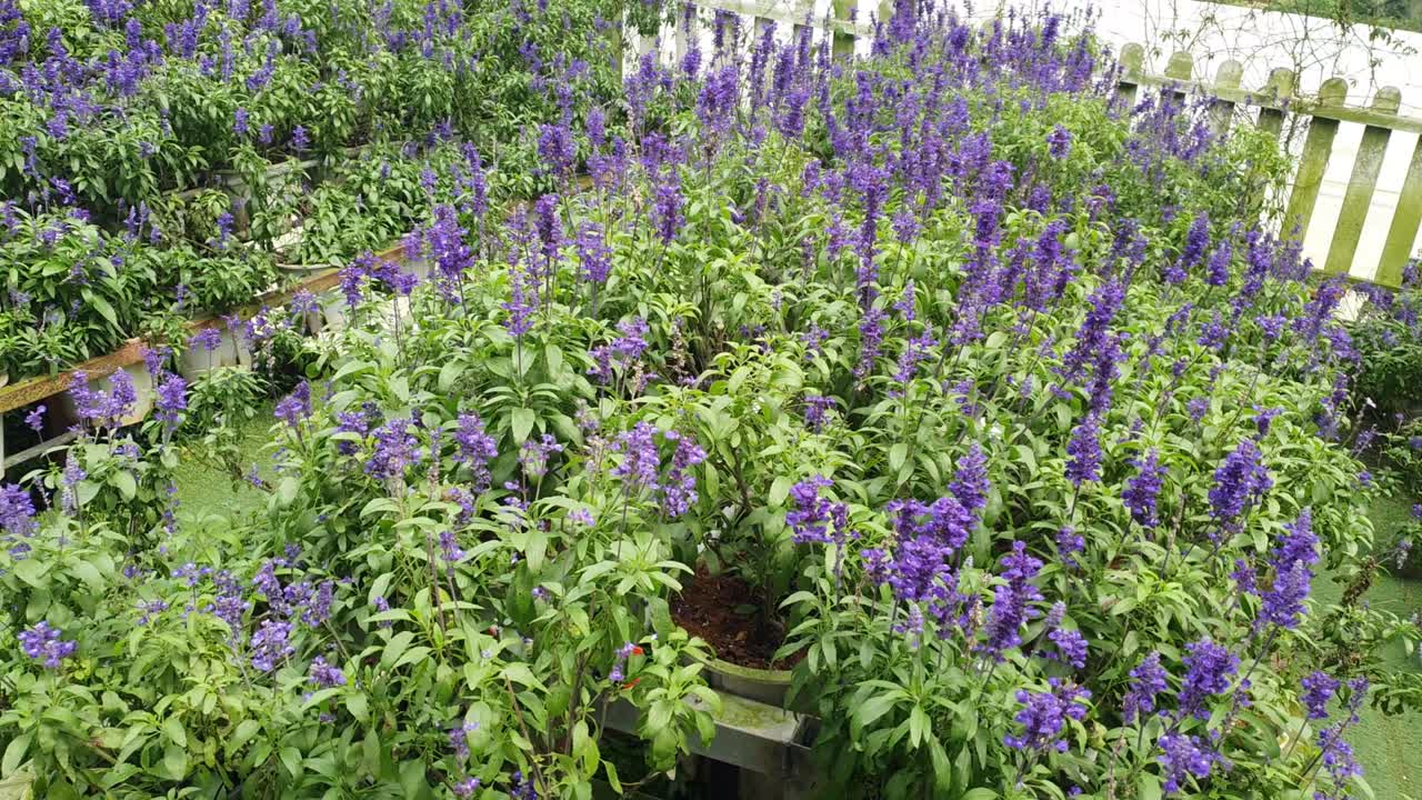las hermosas flores y camas de hierba de cameron highlands, malasia.