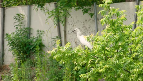 Seidenreiher-Auf-Einem-Ast-Mit-Grünen-Blättern