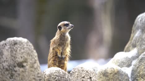 suricata sobre una piedra