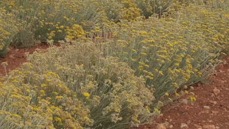 Helichrysum-Italicum-Oder-Curry-Pflanze,-Gelbe-Blüte,-Landwirtschaft,-Anbau