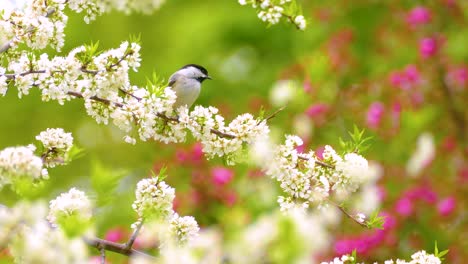 a black-capped chickadee peacefully perched on a blooming branch in a colorful spring setting, then flying away