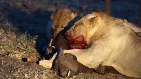 Pride-of-lions-feeding-on-a-young-African-buffalo-kill-at-dusk-iluminated-by-spot-light,-Greater-Kruger