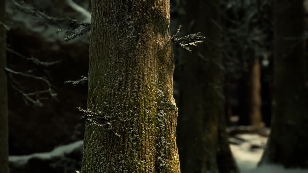 눈 인 숲 에 있는 나무 줄기 의 근처