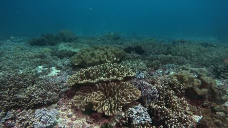 tropical coral reef on the sea floor in indonesia