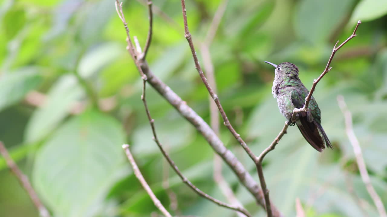 el colibri de muchas manchas, el pájaro de la selva tropical, el exótico jungle encaramado.