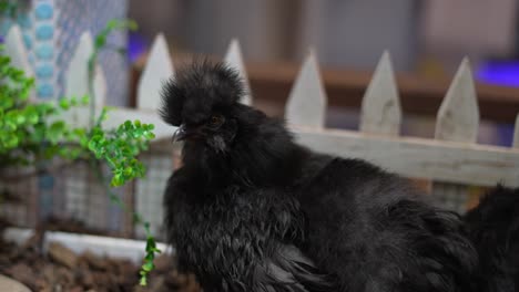 black chickens with fluffy feathers and awesome silly looking head feathers, next to tiny white picket fence grooming itself, then looking into camera, and back to cleaning pruning