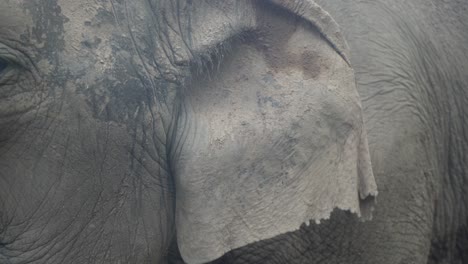 elefante en la jungla comiendo comida de cerca con barro sobre él