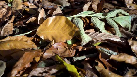 Leaves,-autumn-in-the-woods-of-Budapest,-Hungary