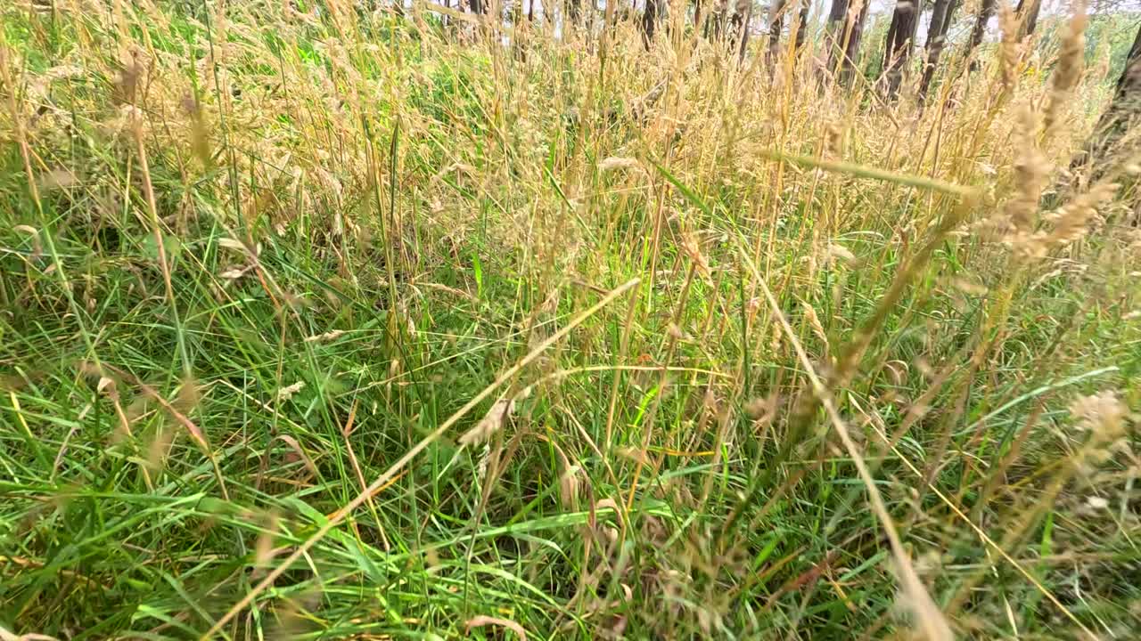 Camera moves through tall wild grass in sunlit Highland forest, creating immersive, tranquil atmosphere