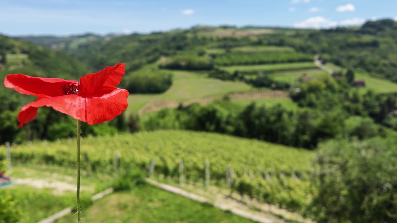Un singolo fiore di papavero rosso ondeggia dolcemente sullo sfondo di lussureggianti colline di vigneti italiani.