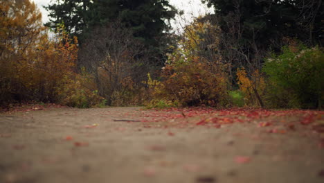 vista a nivel del suelo del camino de otoño cubierto de hojas caídas, rodeado de árboles de colores, tonos cálidos de follaje crean una escena estacional serena y pintoresca con ricas texturas