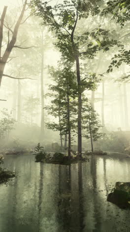 estanque de bosque de niebla