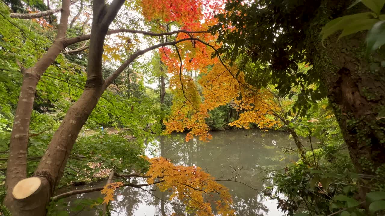 Slow sideways pan over pond with autumn colors inside forest