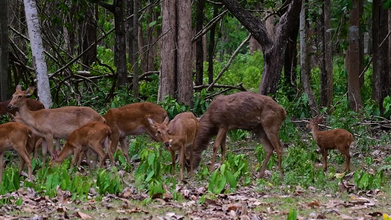 들판의 사슴은 서식지 손실과 사냥으로 인해 멸종 위기에 처한 종입니다.