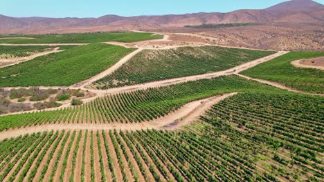 Aerial-dolly-overhead-ripe-vineyards-within-the-Fray-Jorge,-Limari-Valley,-Chile