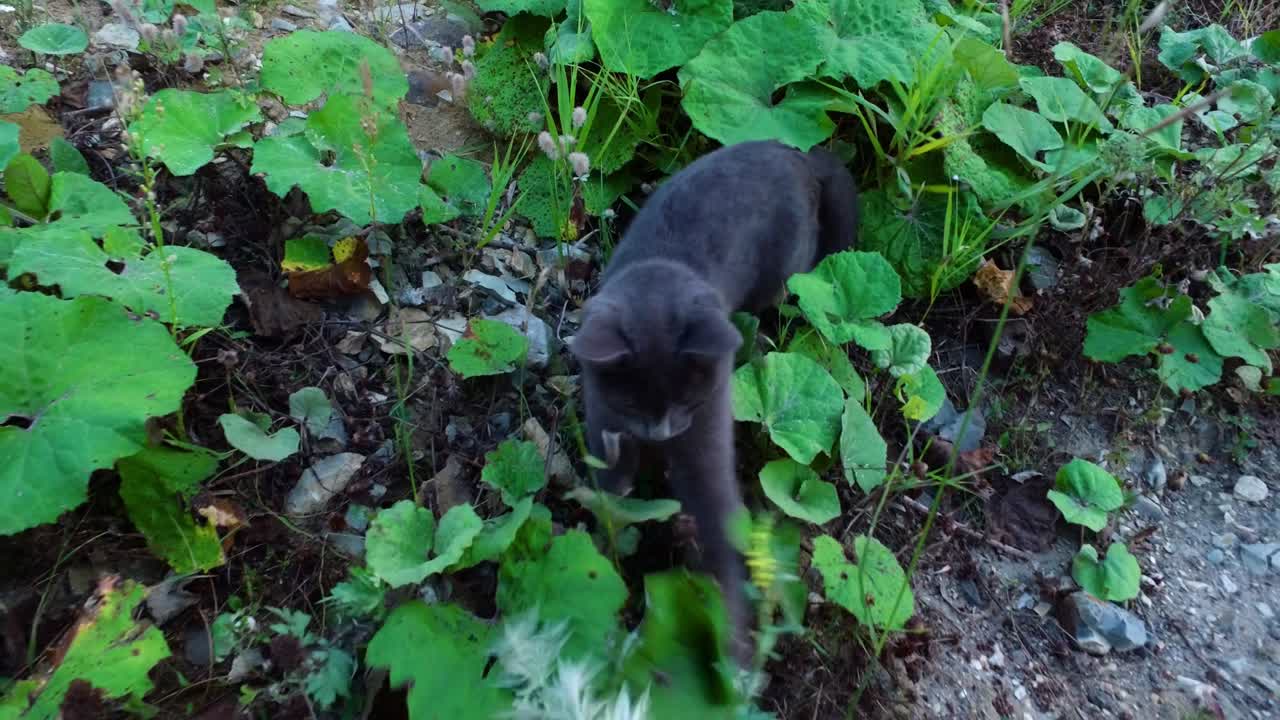 Bambina con gli occhiali gioca con un gattino grigio nel cortile. Una bambina ama giocare con il gattino