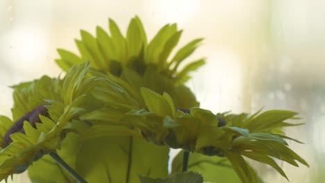 Ein-Strauß-Schöner-Gelber-Sonnenblumen-In-Einer-Vase-Im-Fenster