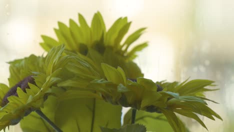 un ramo de hermosos girasoles amarillos en un jarrón en la ventana