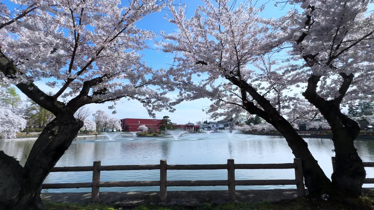 Cherry blossoms bloom over a calm pond at Sakura Park Aomori, Japan, under blue skies