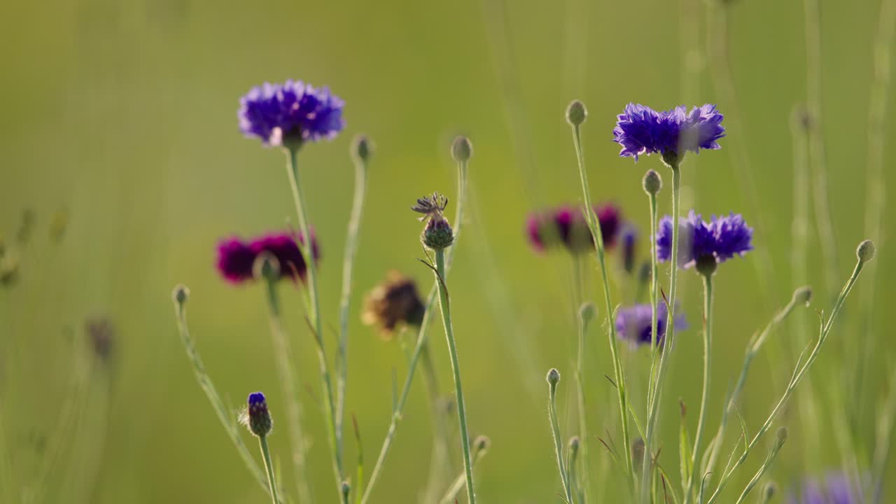 초원에서 아름다운 보라색 옥수수 꽃이 바람에 흔들리고, 낮은 각도