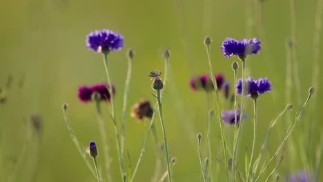 flores de maíz púrpura en el prado balanceándose en la brisa, ángulo bajo