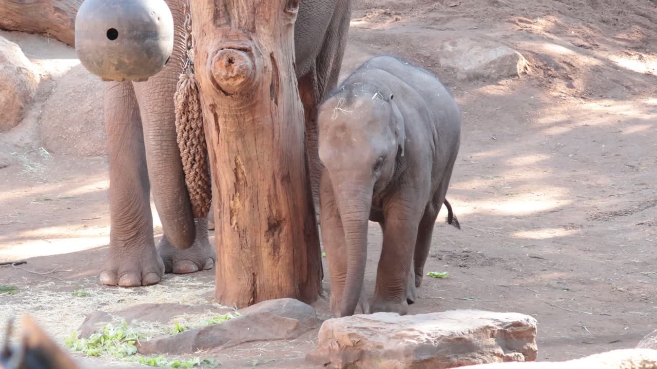 Baby elephant walking beside mother at zoo