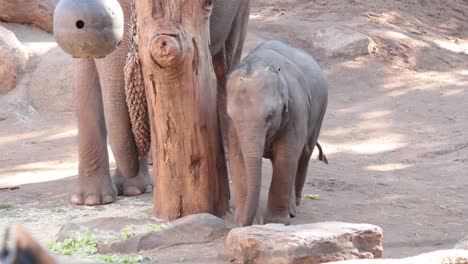 baby elephant walking beside mother at zoo