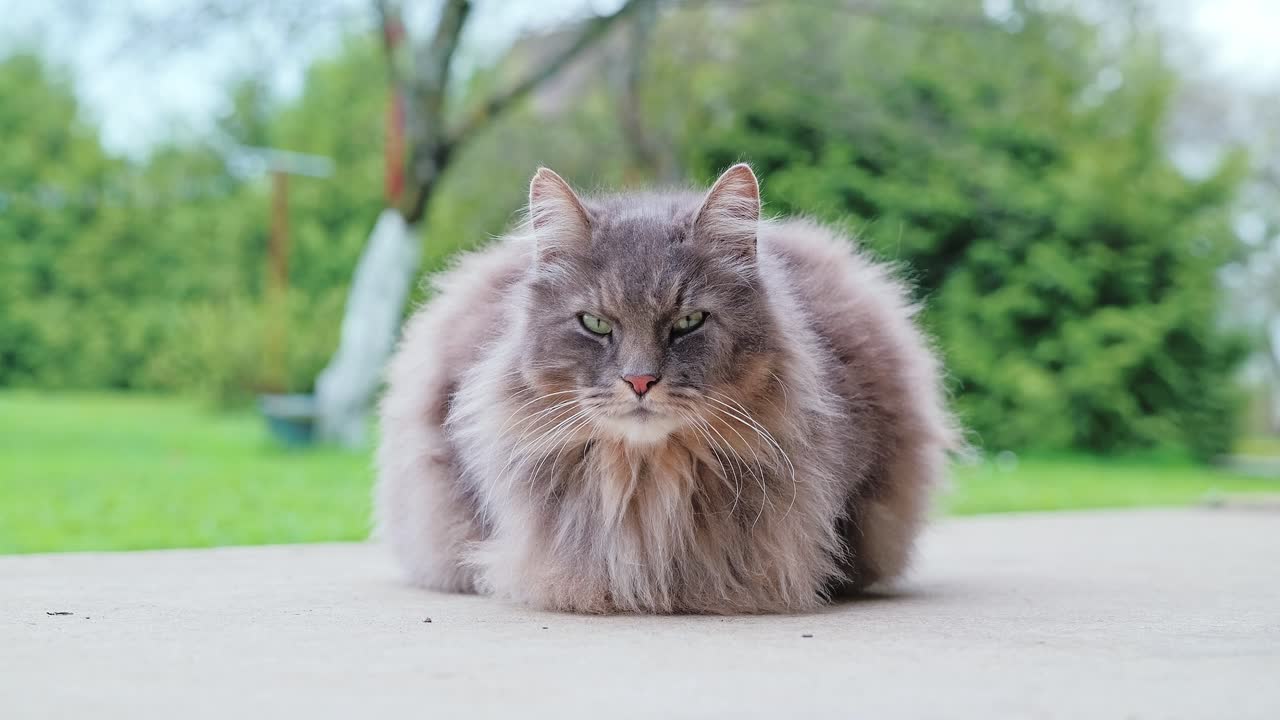 Gatto soriano grigio che guarda la fotocamera, sfondo di campagna, tono di luce diurna tenue
