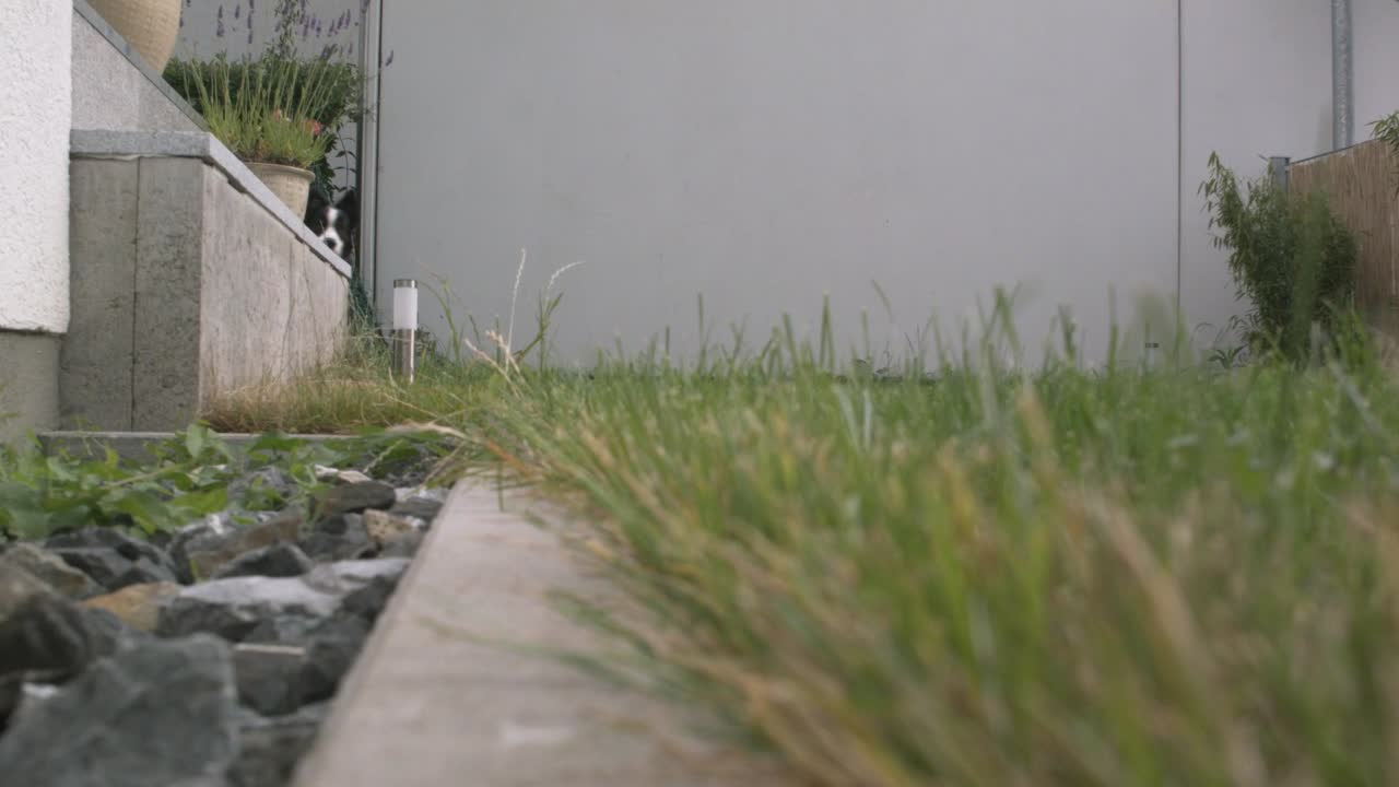 un perro corre por un jardín