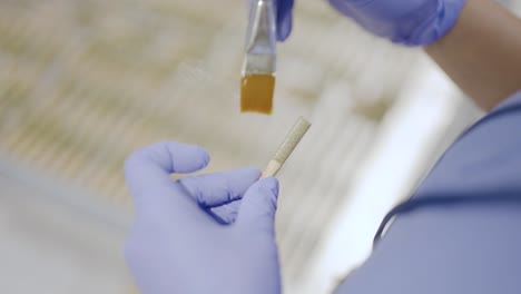 Worker-preparing-pre-roll-joint-with-Marijuana-Kief-Infusion,-Close-up-shot