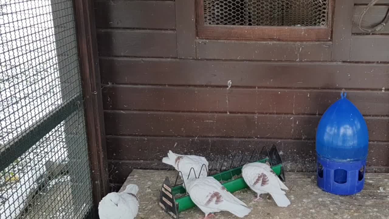 베를린의 하센하이드 공원에서 겨울에 눈으로 인 베를린 비둘기