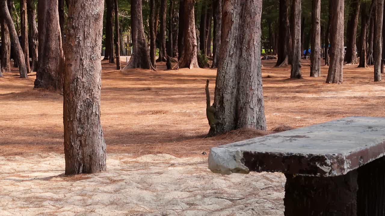 la ardilla se aferra a un árbol y busca algo en el suelo