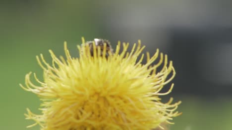 un primer plano macro de un abejorro en una flor amarilla en busca de comida