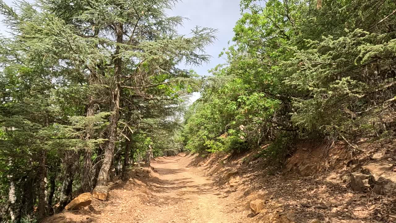 ⁇ 은 날에 아름다운 녹색 숲