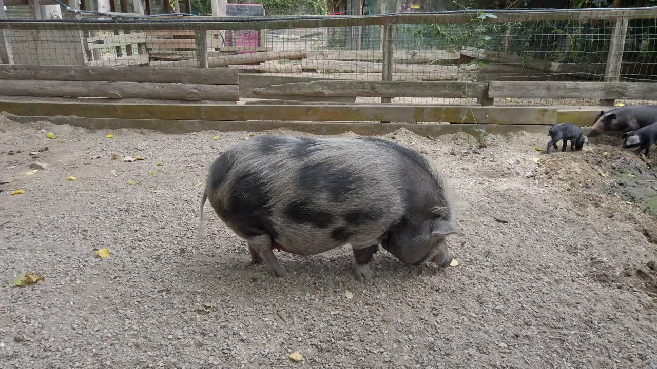 Large pot bellied pig wandering around rustic enclosure while playful piglets frolic near small muddy puddle, showcasing peaceful livestock family scene