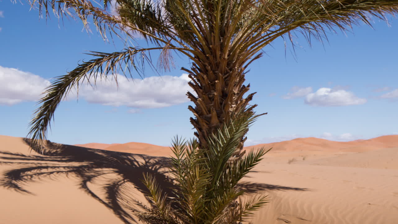 Palmeira de Merzouga 10