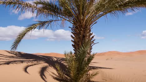 Merzouga-Palme-10